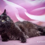 Роскошная пушистая кошка Ночка в добрые руки