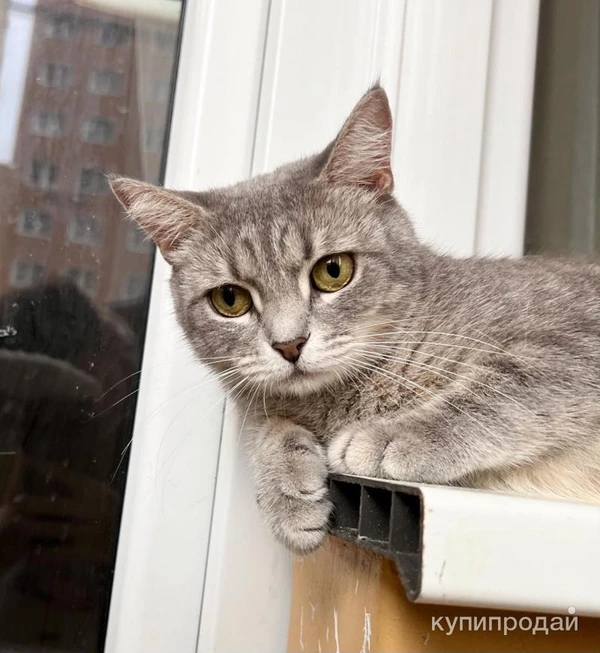 Фото Молоденькая кошечка Клео в добрые руки