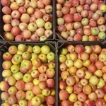 Фото №5 Яблоки Гала оптом от фуры.