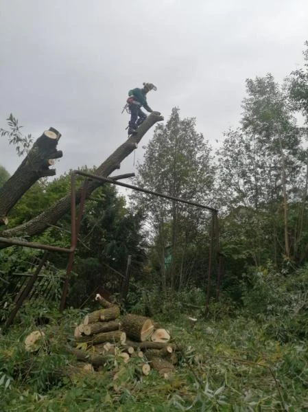 Фото Спилить дерево. Удаление деревьев.