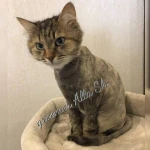 Фото №7 Стрижка собак и кошек, У/з чистка зубов. 