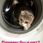 Передержка для кота 