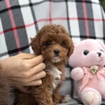 Тедди щенки пуделя