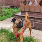 Фото №2 Вязка Пти-брабансон