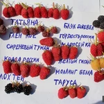 Фото №9 Малина летняя и ремонтантная 40 сортов