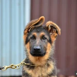 Фото №2 Немецкая овчарка щенки