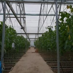 Фото №2 Тепличный комплекс 9 000 кв.м