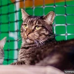 Фото №5 Кот Ричард - крупный и дородный полоскин в добрые руки