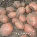 Фото №4 Продам картофель