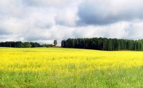 Фото Земля с/х назначения