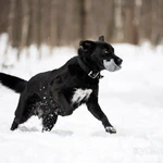 Фото №9 Чёрный богатырь Макс в добрые руки