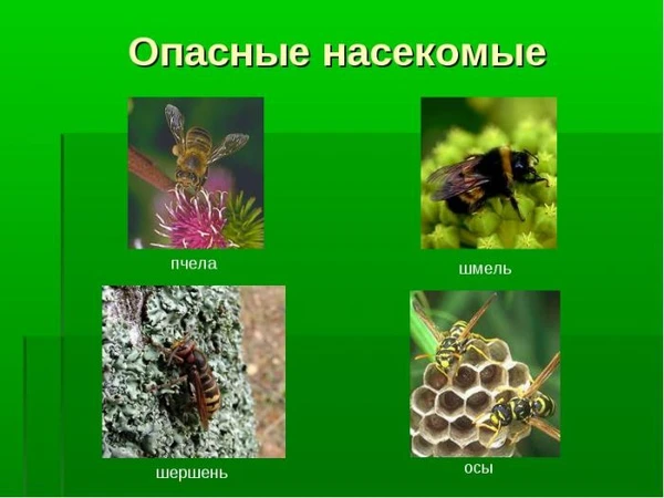 Фото Шершни, осы, тараканы, клещи и скорпионы - Избавим