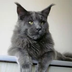 Фото №3 Вязка с котом