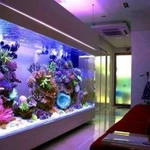 Обслуживание аквариумов (морские и пресные)