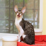 Фото №4 Красивые котята корниш рекс