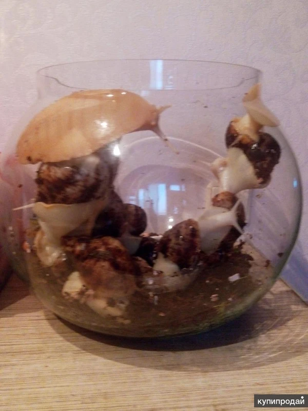 Фото продаются