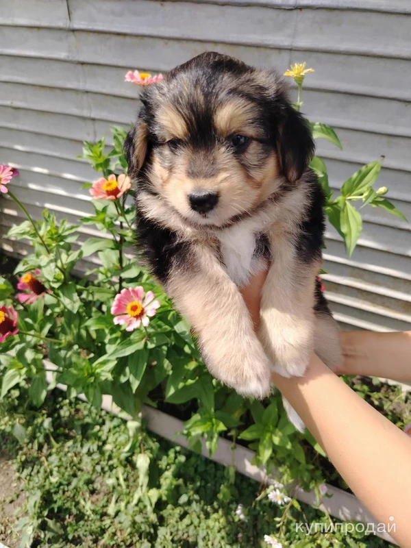 Фото Щенки Бесплатно