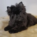 Фото №3 Щенки цветного йорка