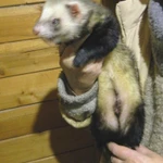 Фото №2 Отдам хорька