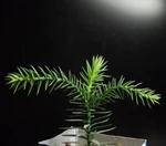 фото Саженцы и семена Араукарии Араукана Araucaria Araucana