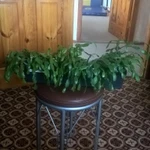 Фото №2 Декабристы