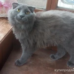 Фото №2 Нибелунг вислоушка