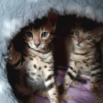 Фото №3 Котята