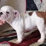 Фото №4 Щенки английского бульдога