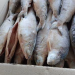 фото Сиг 250+гр