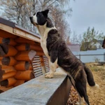 Тигровая красотка!