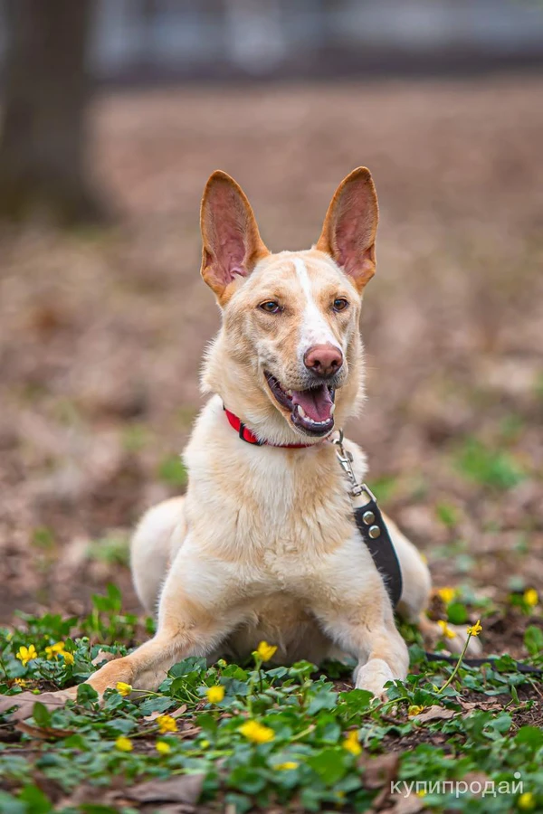 Фото Щенок в добрые руки.