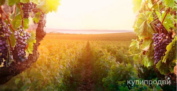 Фото Продаётся виноградник 413 га + 400 га земли