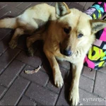 Фото №2 Собака лайка