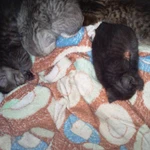 Фото №2 Котята