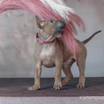 Фото №8 ЩЕНКИ ТАЙСКИХ РИДЖБЕКОВ