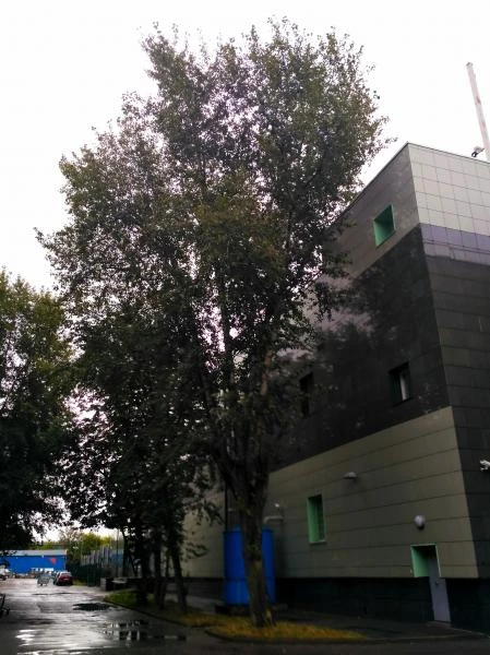 Фото Удаление деревьев в Клину и Клинском районе