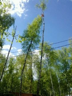 Фото Удаление деревьев