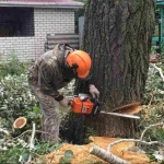 СПИЛИВАНИЕ ДЕРЕВЬЕВ ВОРОНЕЖ 