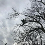 Фото №3 Спил деревьев