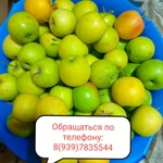 Фото №4 Продам яблоки. ?