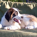 Фото №2 Щенки московской сторожевой