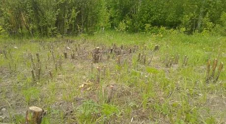 Фото Расчистка и уборка загородных участков