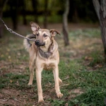 Фото №4 Энни - молодая, дружелюбная, короткошерстная девочка ищет дом