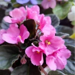 Фото №8 Фиалки