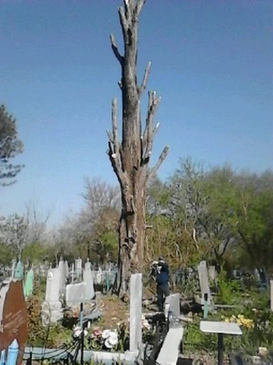 Фото Спил обрезка деревьев