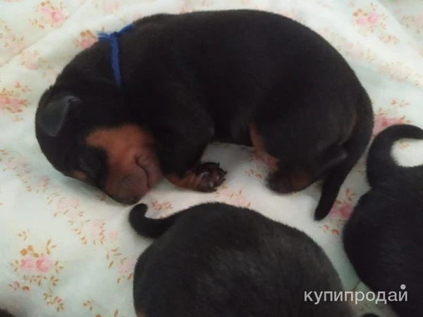 Фото Щенки цвергпинчер