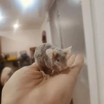 Фото №9 Сатиновые мышки