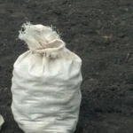 фото Картофель