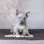 Фото №9 ЩЕНКИ ТАЙСКИХ РИДЖБЕКОВ