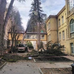 Фото №3 Спил деревьев, вывоз +автовышка